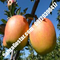 نهال سیب اصلاح شده پایه رویشی شناسنامه دار 09120398416 مهندس مخملباف