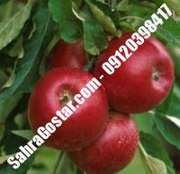 نهال سیب جوناتان شناسنامه دار |  ۰۹۱۲۰۳۹۸۴۱۶ مهندس مخملباف | خرید نهال سیب جوناتان شناسنامه دار | فروش نهال سیب جوناتان شناسنامه دار | قیمت نهال سیب جوناتان شناسنامه دار