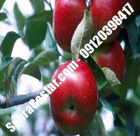 نهال سیب رم بیوتی شناسنامه دار |  ۰۹۱۲۰۳۹۸۴۱۶ مهندس مخملباف | خرید نهال سیب رم بیوتی شناسنامه دار | فروش نهال سیب رم بیوتی شناسنامه دار | قیمت نهال سیب رم بیوتی شناسنامه دار