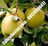 نهال سیب ژنوتیپ شناسنامه دار |  ۰۹۱۲۰۳۹۸۴۱۶ مهندس مخملباف | خرید نهال سیب ژنوتیپ شناسنامه دار | فروش نهال سیب ژنوتیپ شناسنامه دار | قیمت نهال سیب ژنوتیپ شناسنامه دار