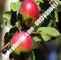 نهال سیب گلشاهی شناسنامه دار |  ۰۹۱۲۰۳۹۸۴۱۶ مهندس مخملباف | خرید نهال سیب گلشاهی شناسنامه دار | فروش نهال سیب گلشاهی شناسنامه دار | قیمت نهال سیب گلشاهی شناسنامه دار